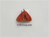 藏品(螟蛾392)的圖片